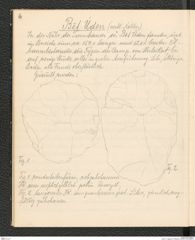 Seite 10, Tagebuch "Palästina" (NHMW-PRAE-BBB-81)